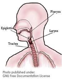Throat Oropharynx Nasopharynx