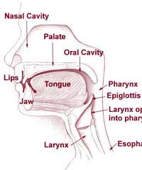 Pharynx Cancer Pharyngeal Cancer Throat