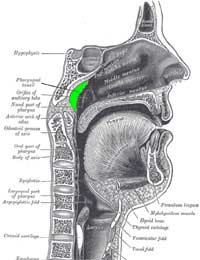 Adenoids Tonsils Adenoidectomy Lymphatic