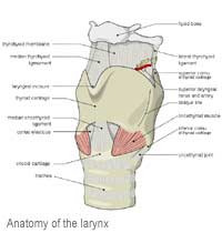 Larynx Laryngectomy Cancer Tumour Voice