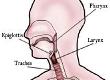 Anatomy of the Throat