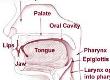 Cancer of the Pharynx