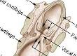 Cancer of the Larynx