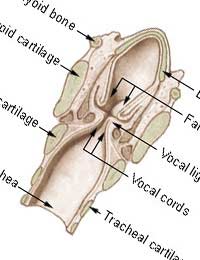 Cancer Larynx Throat Smoke Smokers