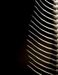 I Got A Fish Bone Stuck In My Throat: A Case Study